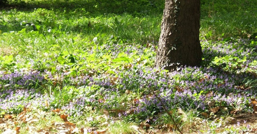 Una foto per la domenica… violette a profusione