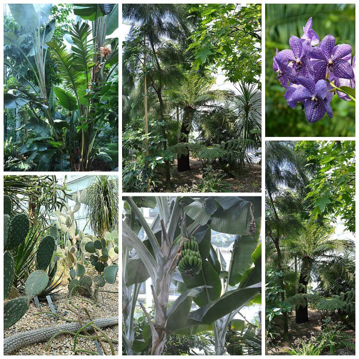 Botanica collage