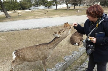 Nara, la città dei cervi