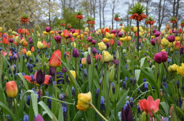 Andare al Parco Keukenhof e impazzire per i tulipani!