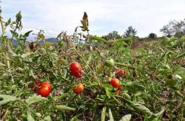 Il pomodoro riccio e l’agricoltura resistente de La Sbecciatrice