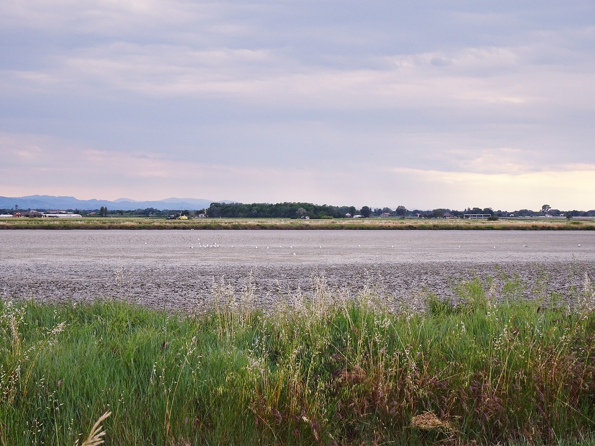 Visitare le Saline di Cervia: sale dolce e oro bianco » BussolaDiario